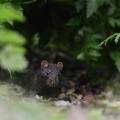 Black Rat (Rattus rattus) Leela Channer